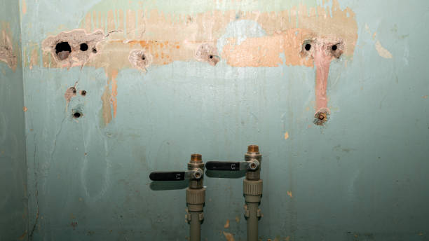 Best Professional water damage repair  in Kurtistown, HI